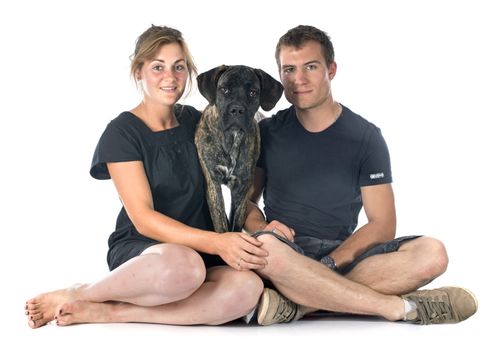 puppy cane corso and couple in front of white background