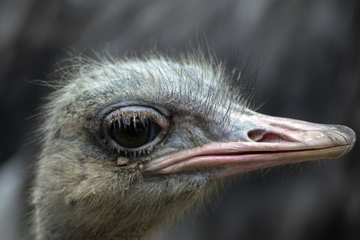Common Ostrich is either one or two species of large flightless birds native to Africa.