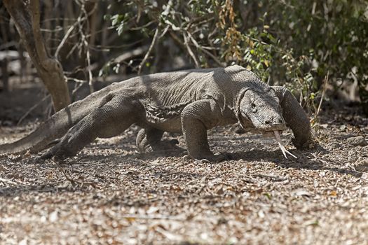 Komodo Dragon walking in the wild on Komodo Island