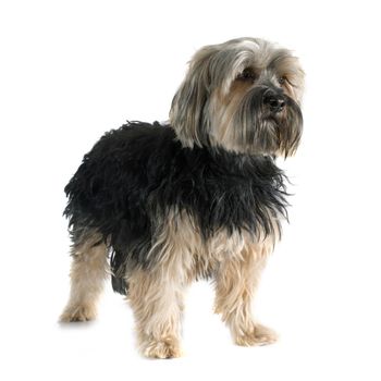 yorkshire terrier in front of white background