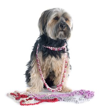 yorkshire terrier in front of white background