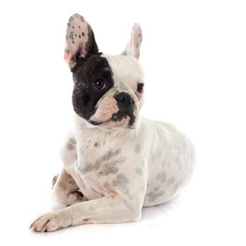 french bulldog in front of white background