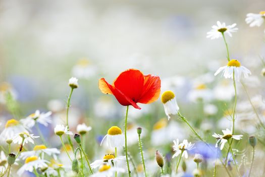 abundance of blooming wild flowers on the meadow at spring time