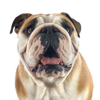 english bulldog in front of white background