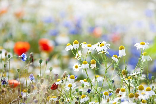 abundance of blooming wild flowers on the meadow at spring time