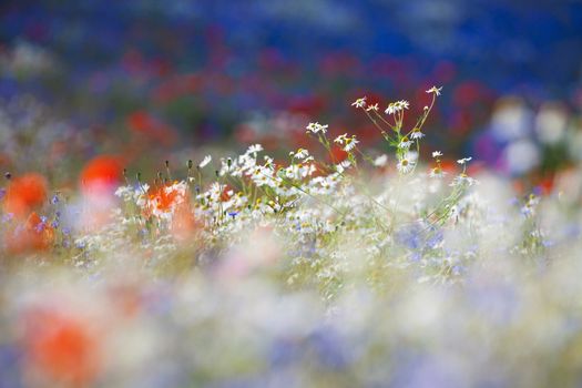 abundance of blooming wild flowers on the meadow at spring time