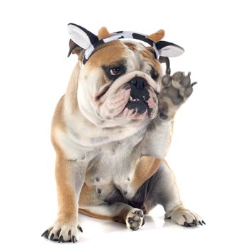 english bulldog in front of white background