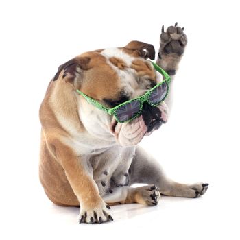 english bulldog in front of white background