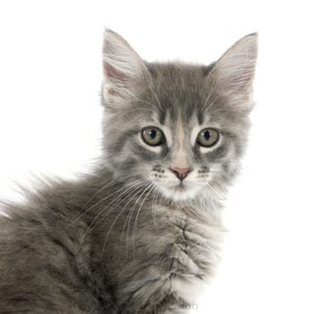 portrait of a purebred  maine coon kitten on a white background