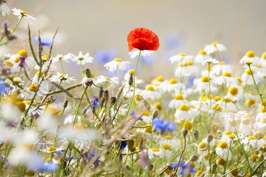 abundance of blooming wild flowers on the meadow at spring time