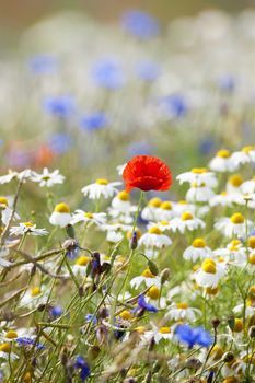 abundance of blooming wild flowers on the meadow at spring time