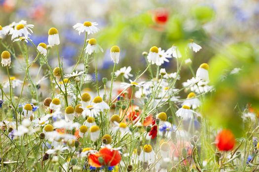 abundance of blooming wild flowers on the meadow at spring time