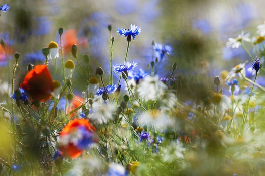 abundance of blooming wild flowers on the meadow at spring time