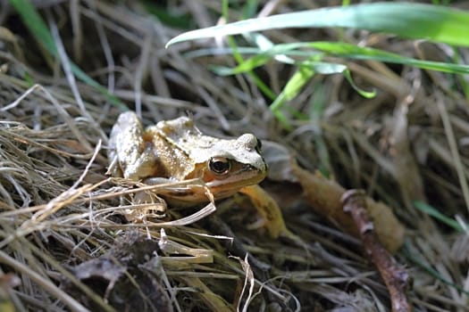 Photo shows a green frog in the middle of grass.