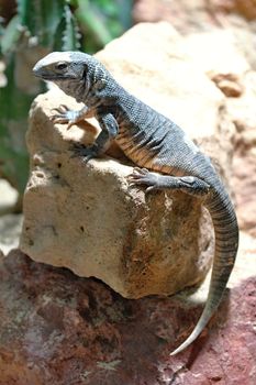 Photo shows a gray lizard in the middle of grass.