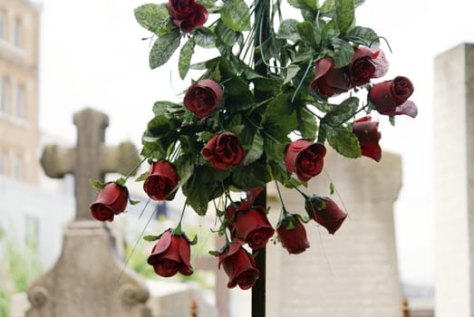 Photo is showing various colourful flowers captured in the summer.