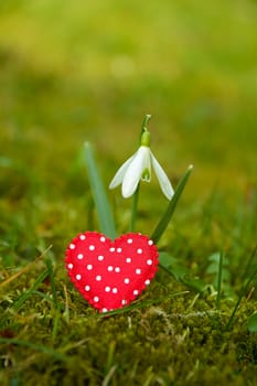 Photo shows details of snowdrop and heart with the green garden background.