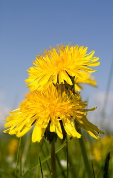 Photo shows deatils of yellow dandelions with green background.