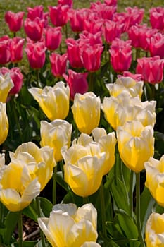 Photo shows details of various tulip flowers.