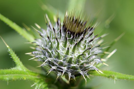 Photo shows details of a green thistle in the garden.