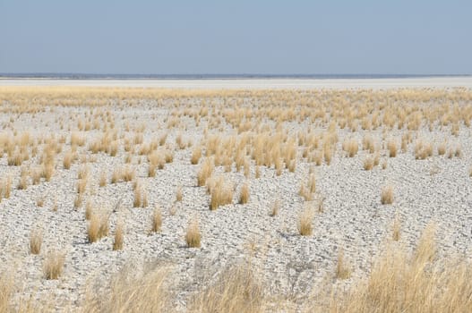 White clay and grass landscape at Fischer's Pan, Etosha National Park, Namibia
