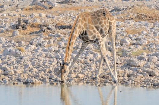 Giraffe drinking water at Okaukeujo in the Etosha National Park, Namibia
