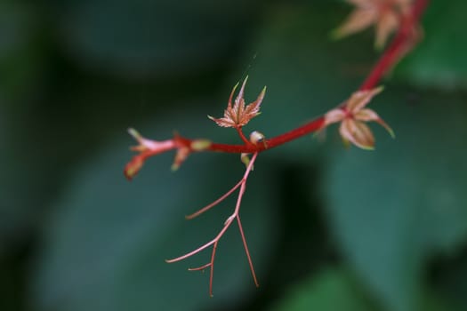 Fresh ivy leaves in spring