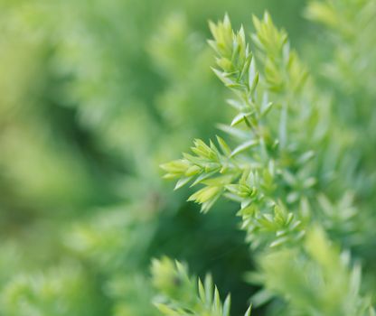 Cypress leaves in summer
