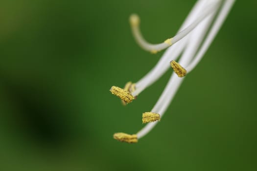 closeup of lily in wild