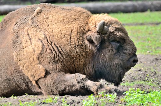 Traditional Polish bison in Wroclaw's ZOO, Poland. Animal changes fur during summer.