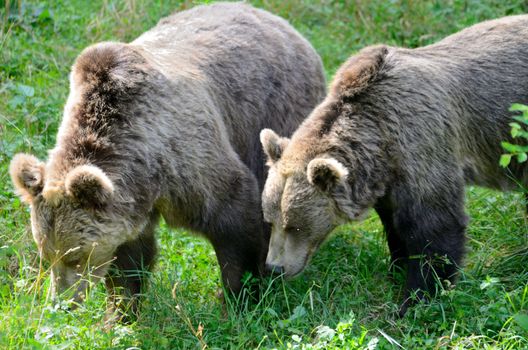Two brown bears in Wroclaw's ZOO, Poland. Animals walk around to search food.