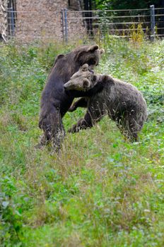 Two brown bears in Wroclaw's ZOO, Poland. Animals wrestling and playing together.