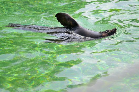 Sea lion swimming in pool in Wroclaw's ZOO, Poland. Sea lions are similar to seals.