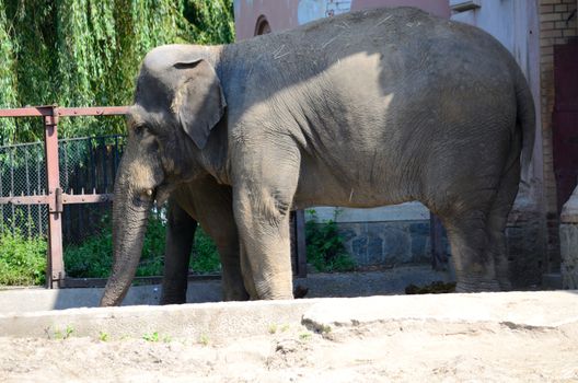 Big elephant stands in Wroclaw's ZOO, Poland. Heavy mammals spend time in their inclosure.