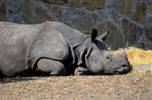 Single rhino resting during hot day in Wroclaw's ZOO, Poland. 