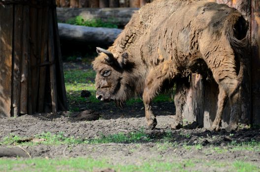 Traditional Polish bison in Wroclaw's ZOO, Poland. Animal changes fur during summer.