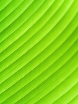 Green leaves of Calathea lutea (Aubl.) Mey tree.