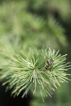 close up of pine needles