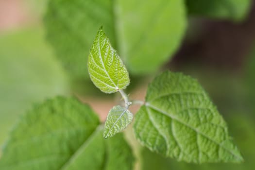 green leaf in spring