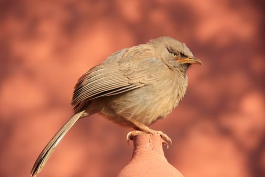 Jungle babbler (Turdoides striata) sitting at Ranthambore Fort, Rajasthan, India