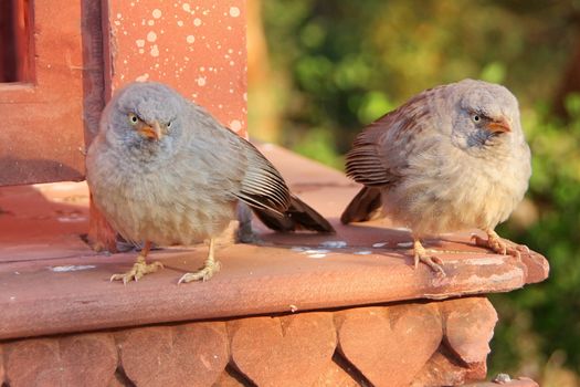 Jungle babblers (Turdoides striata) sitting at Ranthambore Fort, Rajasthan, India