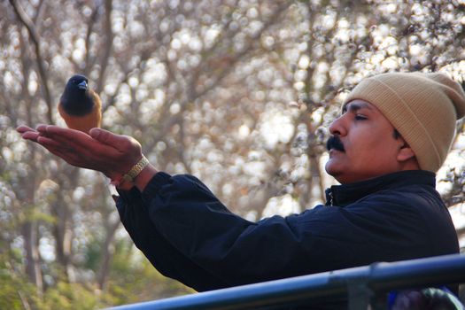 Indian man feeding Rufous treepie from his hands, Ranthambore National Park, Rajasthan, India