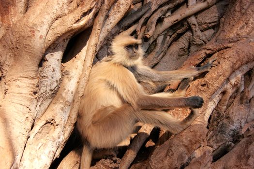 Gray langur (Semnopithecus dussumieri) sitting in a big tree, Ranthambore National Park, Rajasthan, India