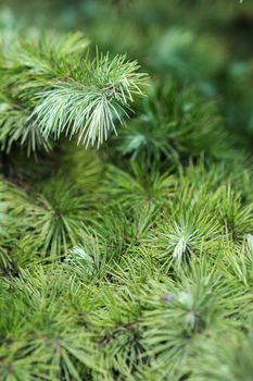 Cypress leaves in summer