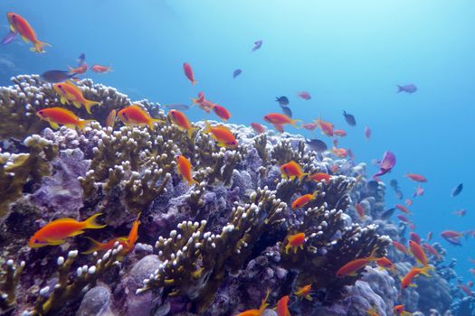 coral reef with hard corals and exotic fishes anthias at the bottom of tropical sea