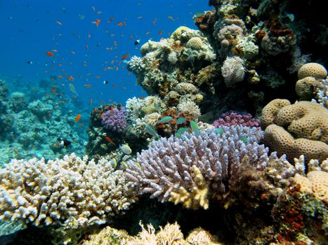 coral reef with exotic fishes at the bottom of tropical sea on blue water background
