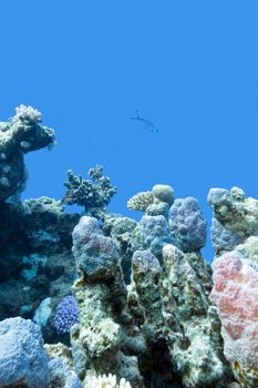 colorful coral reef with hard coral at the bottom of tropical sea on blue water background