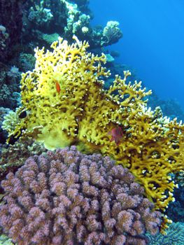 colorful coral reef with fire corals and fishes anthias at the bottom of tropical sea on blue water background