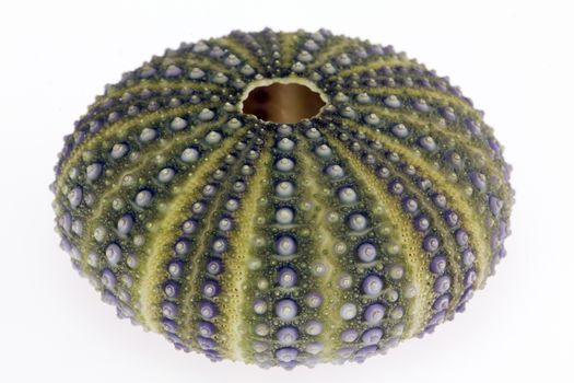 isolated on white background  great skeleton of sea shell green  echinoidea - macro