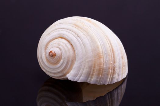 single seashell isolated on black background with reflection